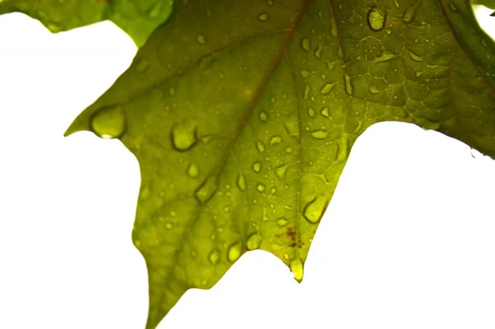 Thirsty Leaf