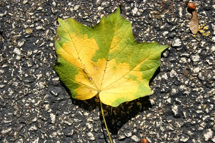 Fallen Leaf