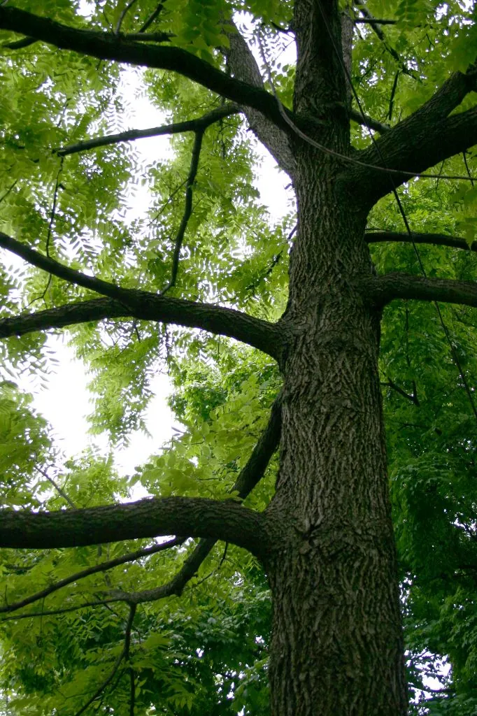 Shaded Limbs