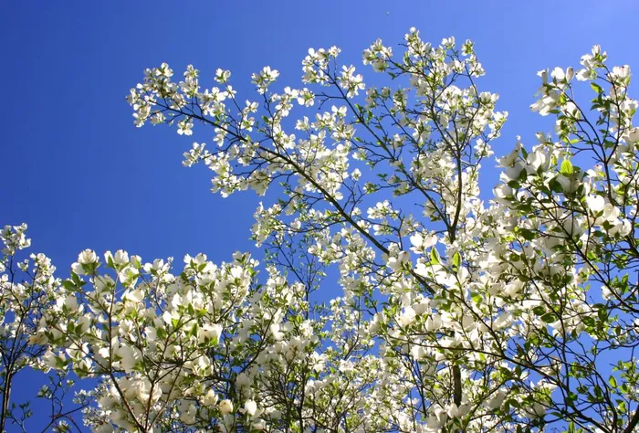 White Trees