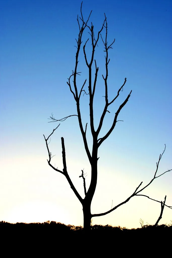 Solitary Silouette