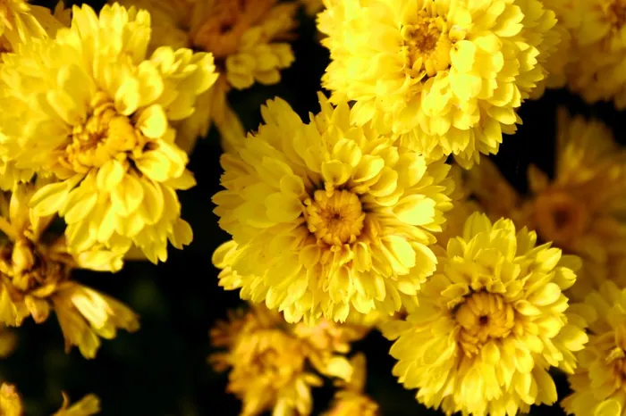 Yellow Patch