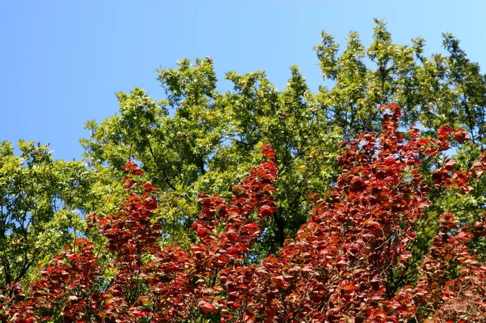 Tri-Color