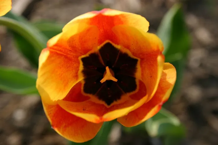 Open Petals
