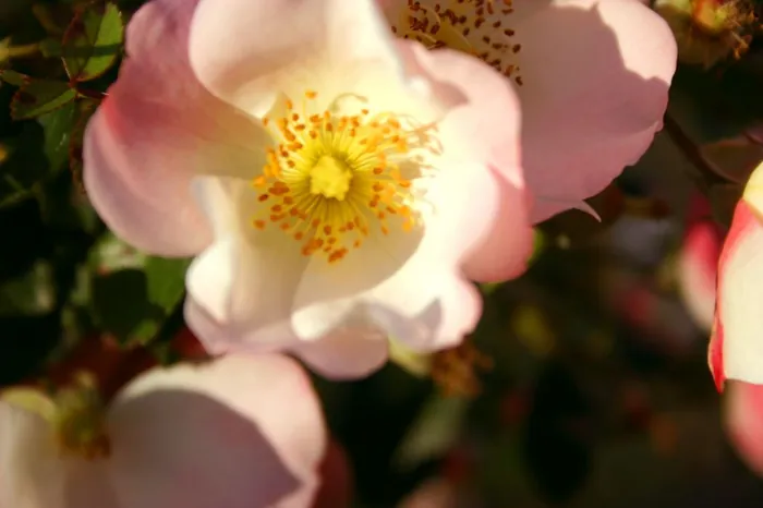 Pink Flower 66