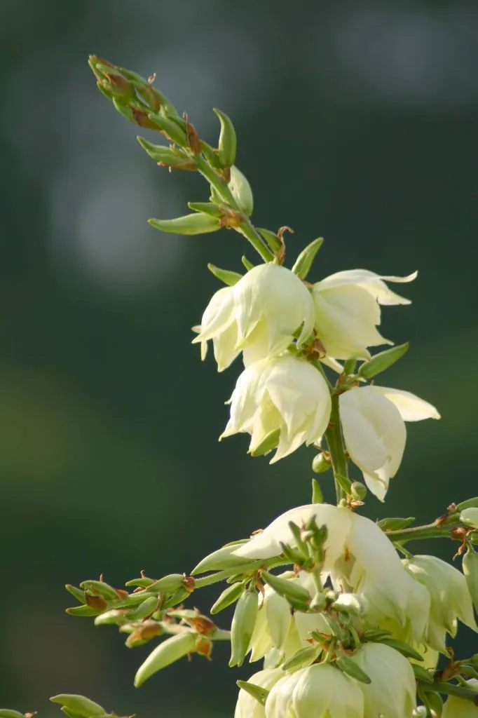 White Yucca
