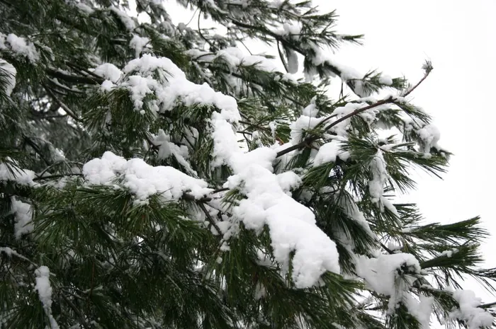 Snowy Pine