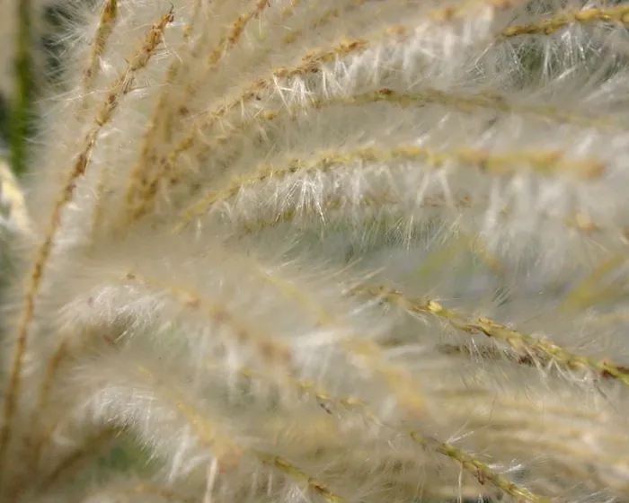 Whispering Weeds