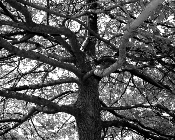 Branching Out