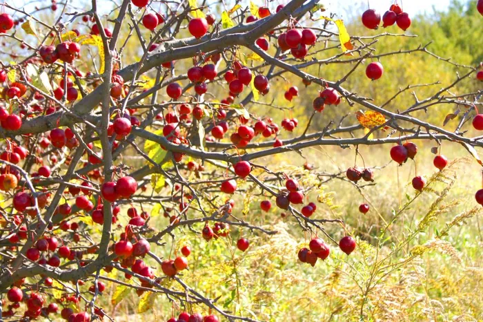 Red Berries