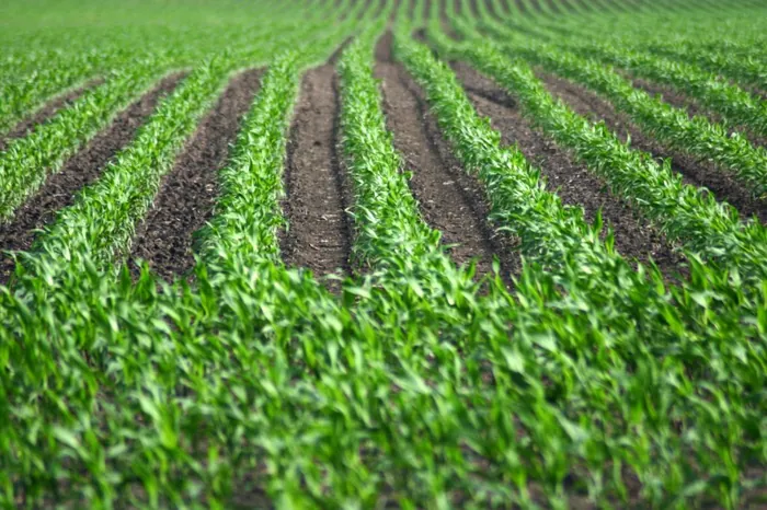 Bean Rows