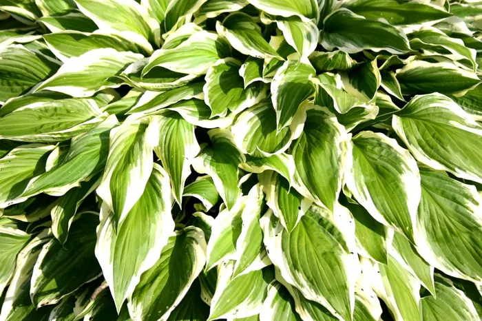 Bush Stripes