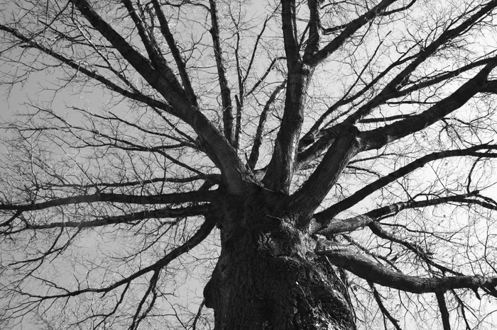Towering Limbs 1