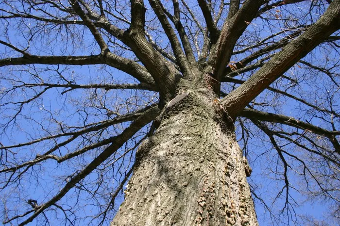 Towering Limbs 2
