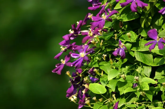 Purple Flowers 0151