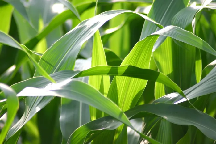 Corn Leaves