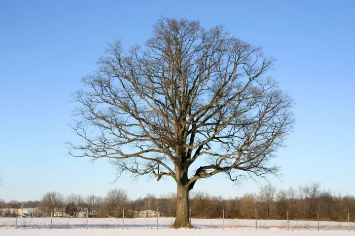 Solitary Giant 1