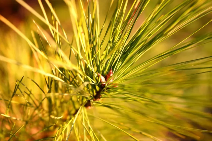 Pine Needles 1