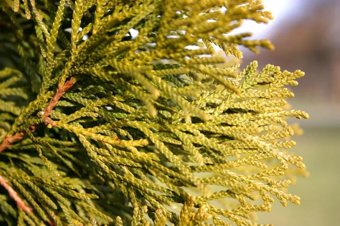Spruce Leaves