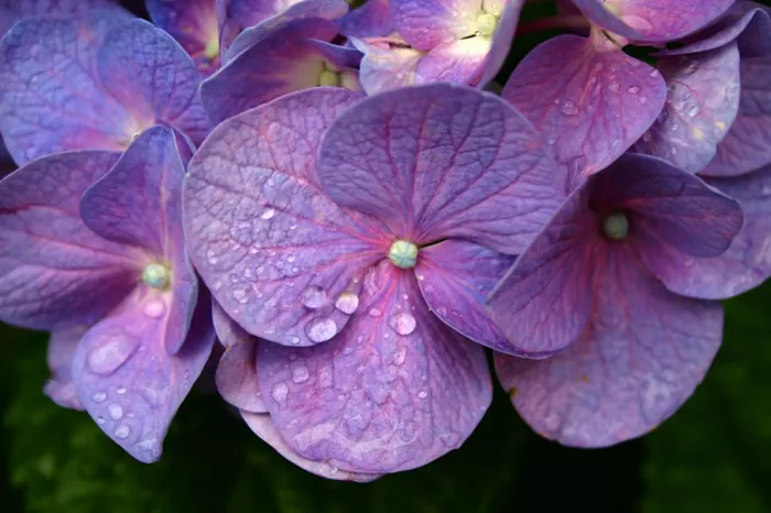 Purple Drops