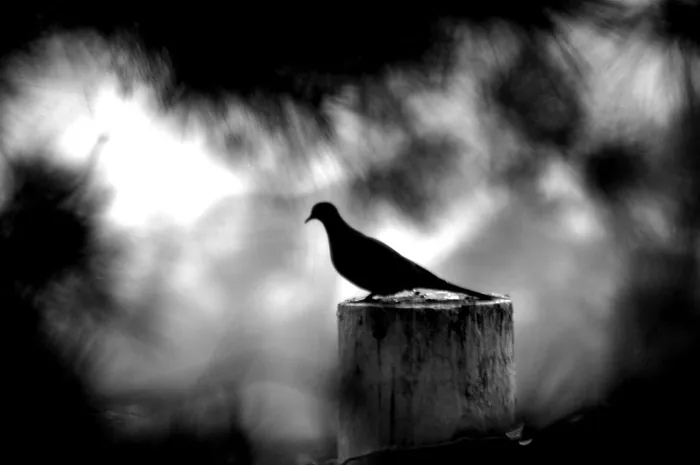 Dove Silhouette