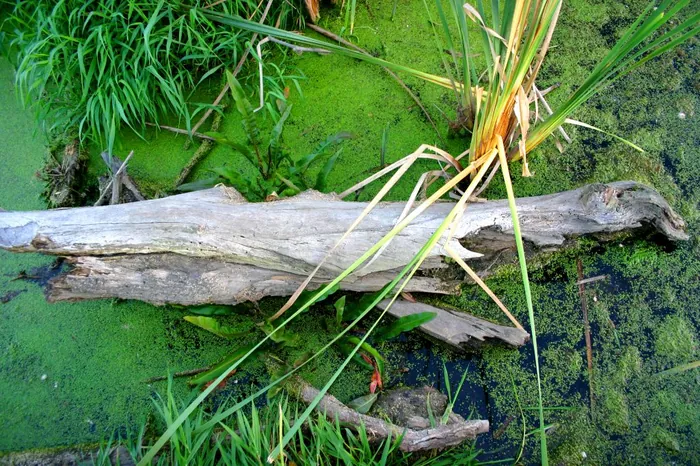 Swamp Log