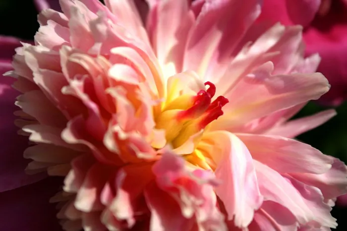 Pink Explosion
