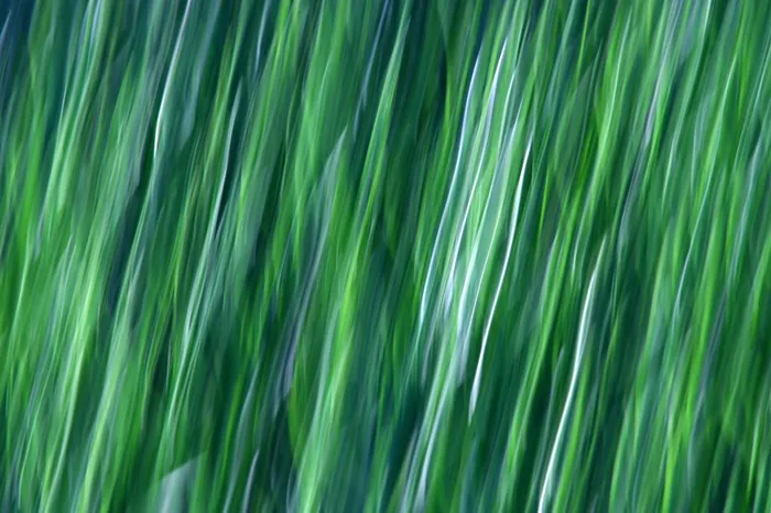 Grass Streaks
