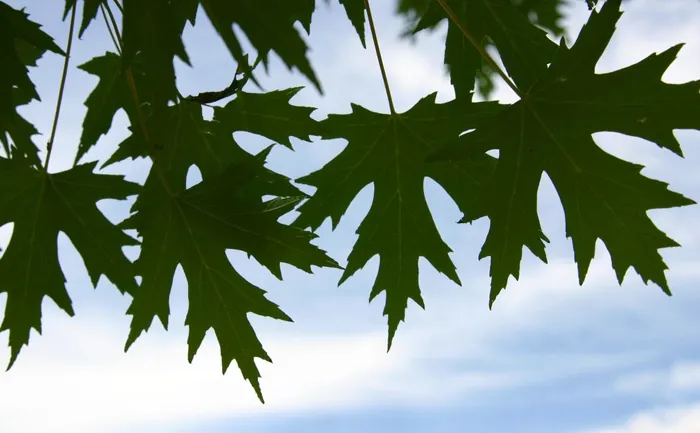 Hanging Maples