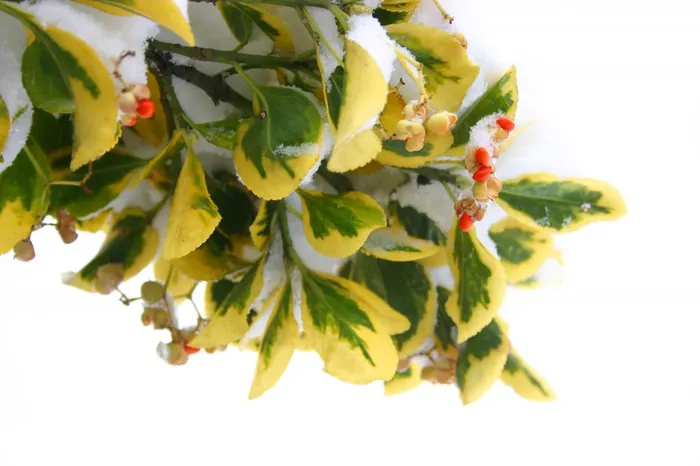 Winter Color