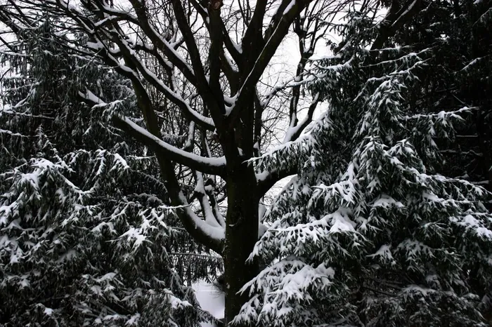 Winter Limbs